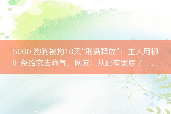5060 狗狗被拘10天“刑满释放”！主人用柳叶条给它去晦气，网友：从此有案底了……