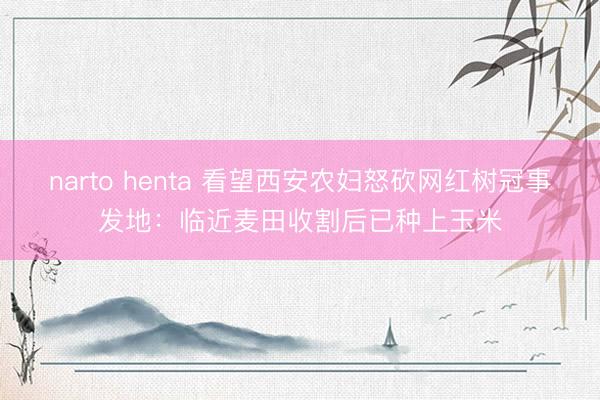 narto henta 看望西安农妇怒砍网红树冠事发地：临近麦田收割后已种上玉米
